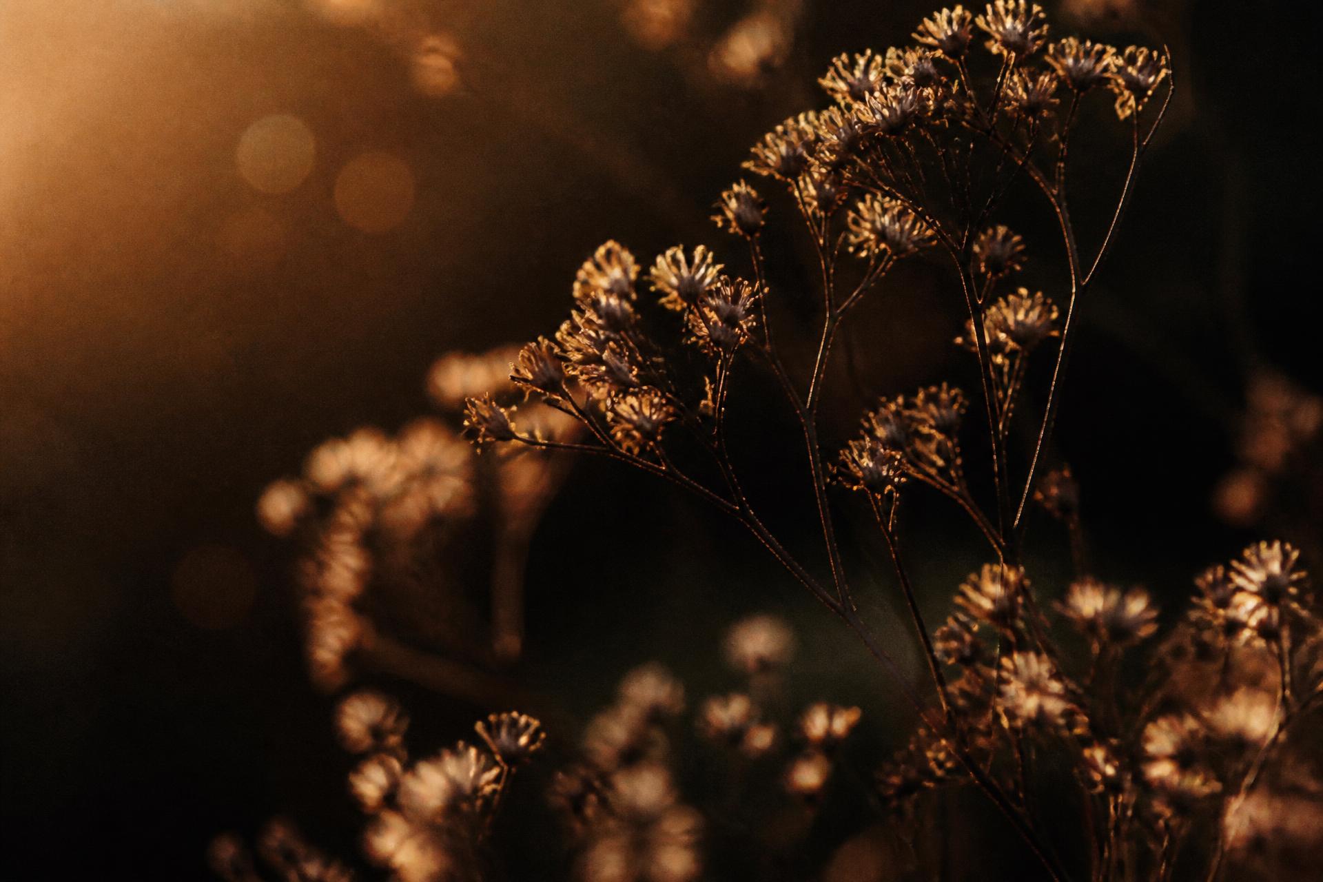 Warm, moody botanical branches in soft amber light