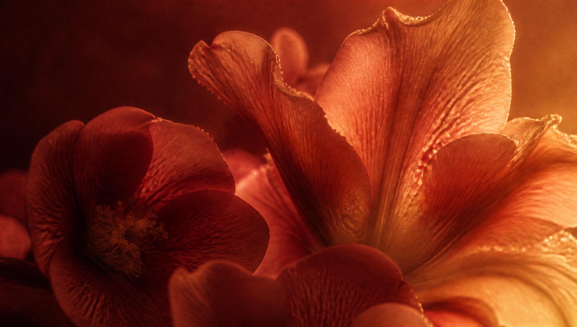 Soft backlit petals in warm, low light